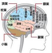 癫痫病发病的主要症状有哪些